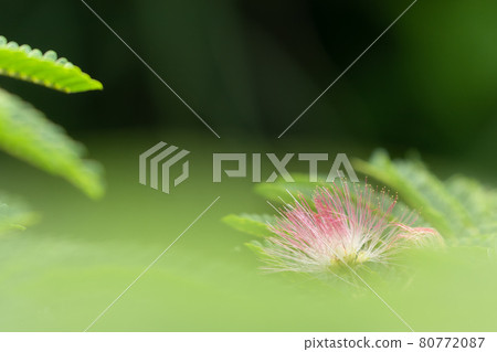 A flower of a pale circuit of a single silk tree on a green front bokeh leaf 80772087