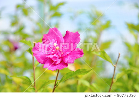 Mukugawa no Hana 80772356