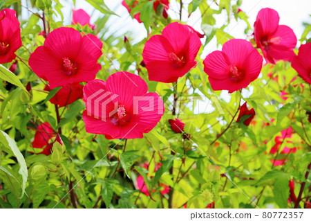 Titan Bikas Flower 80772357