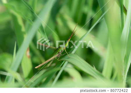 融入綠草的螞蚱 融入綠草的螞蚱 80772422