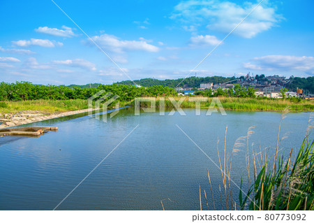 臼井川，近西格運動公園，初夏風光 80773092