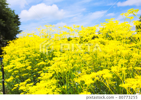 Herd of Joro flowers Herd of Joro flowers 80773255