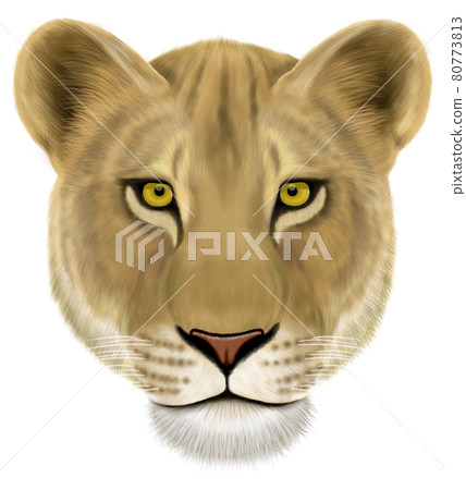 Lion (female) Lion (female) 80773813