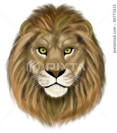 Lion (male) Lion (male) 80773815