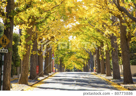 Denenchofu ginkgo biloba tree 80773886