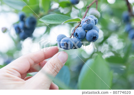 Blueberry hunting at a blueberry farm Hand picking fruits Blueberry hunting at a blueberry farm Hand picking fruits 80774020