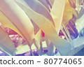 Tropical tropical plants 80774065
