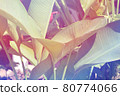 Tropical tropical plants 80774066