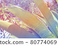 Tropical tropical plants 80774069