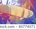 Tropical tropical plants 80774071