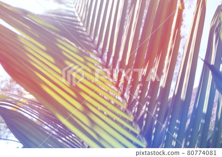 Tropical tropical plants 80774081