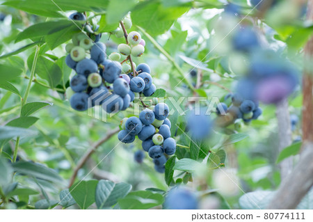 在藍莓農場打藍莓 藍莓特寫 80774111