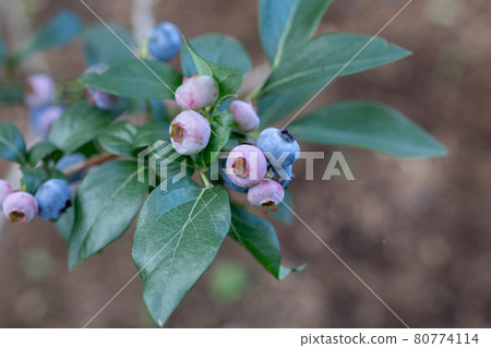 在藍莓農場打藍莓 藍莓特寫 80774114