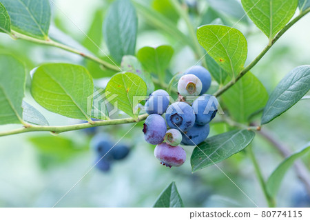 在藍莓農場打藍莓 藍莓特寫 80774115