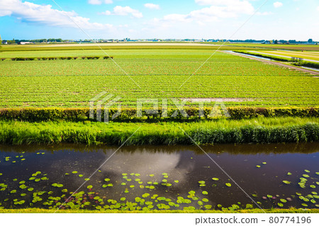 荷蘭鄉村 80774196