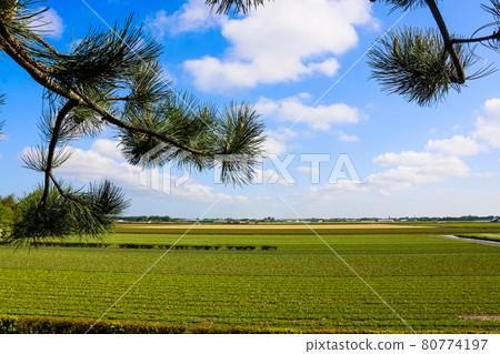 荷蘭鄉村 80774197