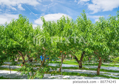 Blue sky and peach field Blue sky and peach field 80774245