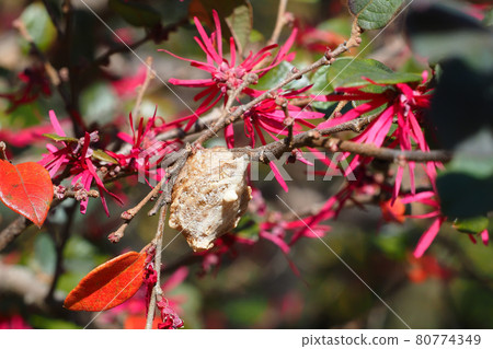 Bell-bellied praying mantis eggs Bell-bellied praying mantis eggs 80774349
