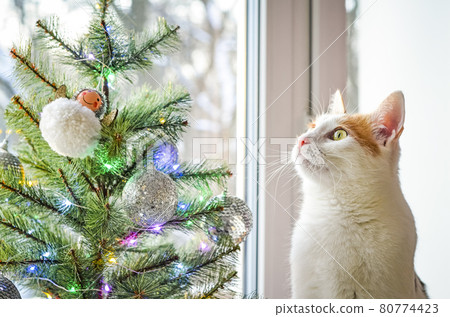 A tricolor domestic cat looks Christmas tree. 80774423