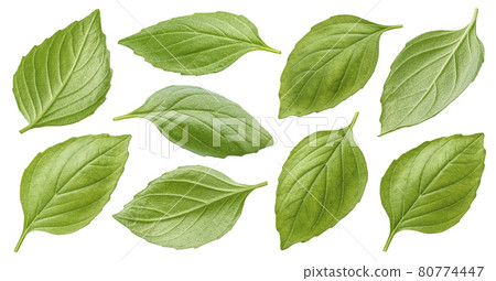 Basil leaves isolated on white background with clipping path 80774447