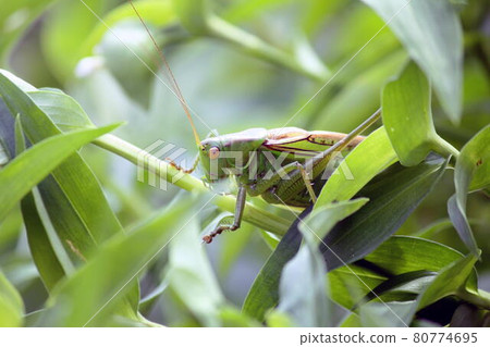 Grasshopper crowing in the bush of Commelina communis Grasshopper crowing in the bush of Commelina communis 80774695