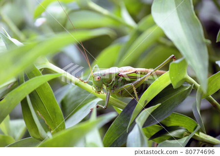 Grasshopper crowing in the bush of Commelina communis Grasshopper crowing in the bush of Commelina communis 80774696