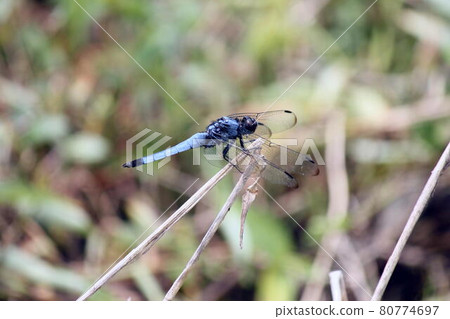 Orthetrum albis that stays at the tip of dead grass Orthetrum albis that stays at the tip of dead grass 80774697