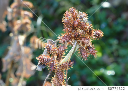 獅子的果實 80774822