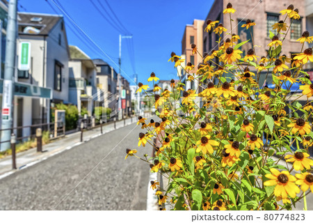 東京澀谷的城市景觀 澀谷貓街的圖像剪輯 80774823
