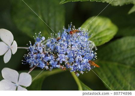 Marmalade hoverfly who came to Gaku Hydrangea 80774896