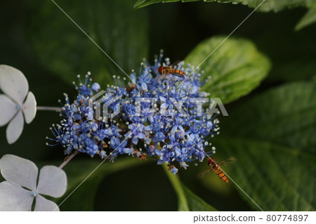 Marmalade hoverfly who came to Gaku Hydrangea 80774897