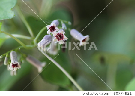 A lovely flower that blooms in midsummer 80774921