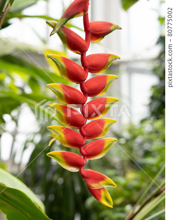 Heliconia·Rostrata Heliconia·Rostrata 80775002