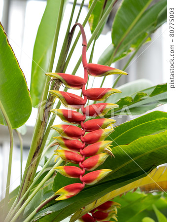 Heliconia·Rostrata Heliconia·Rostrata 80775003