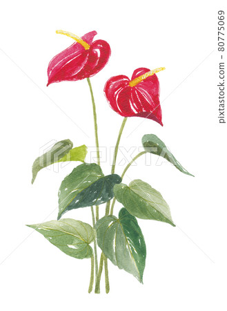 Anthurium 80775069