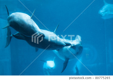 名古屋港水族館 80775265