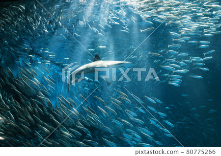 名古屋港水族館 80775266