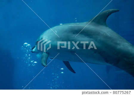名古屋港水族館 80775267