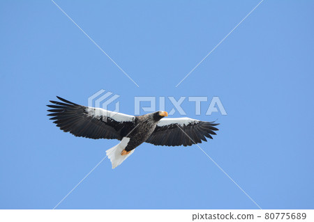 Steller's sea-eagle 80775689