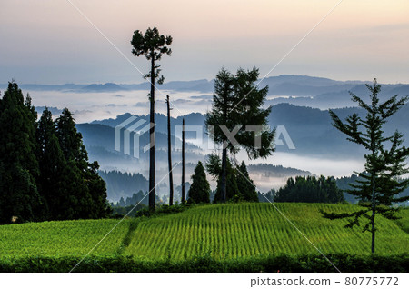 盛夏的清晨從松野山湯山的梯田眺望越後山奈美和雲海 盛夏的清晨從松野山湯山的梯田眺望越後山奈美和雲海 80775772