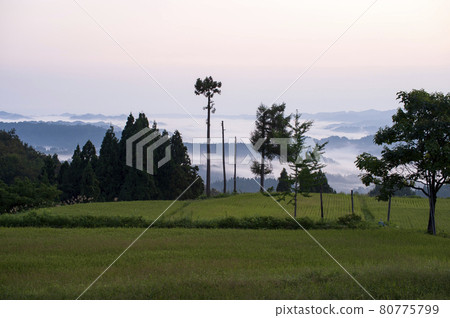 盛夏的清晨,從松野山湯山的梯田眺望越後群山和雲海 盛夏的清晨,從松野山湯山的梯田眺望越後群山和雲海 80775799