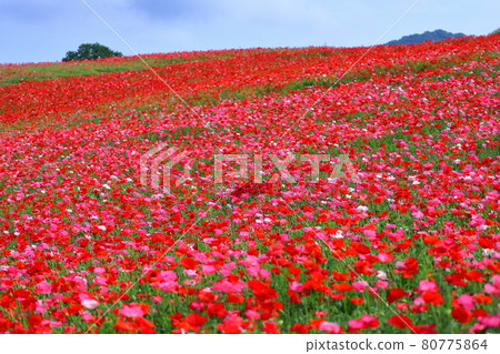 Poppy in the sky spread over the Chichibu Highland Ranch, which straddles Minano Town, Chichibu District, Saitama Prefecture and Higashi Chichibu Village Poppy in the sky spread over the Chichibu Highland Ranch, which straddles Minano Town, Chichibu District, Saitama Prefecture and Higashi Chichibu Village 80775864