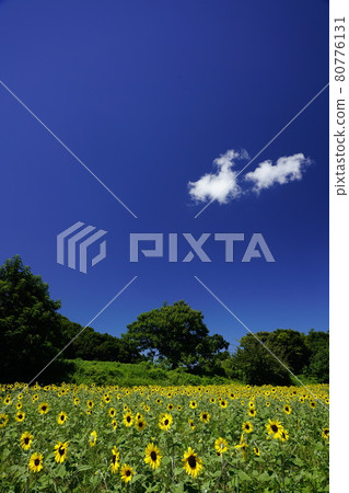 向日葵領域和夏天天空 80776131
