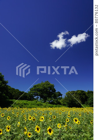 Sunflower field and summer sky 80776132
