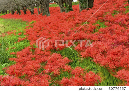 Cluster amaryllis blooming on Sakuratsumi, Yoshimi-cho Cluster amaryllis blooming on Sakuratsumi, Yoshimi-cho 80776267