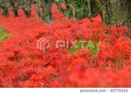 在吉見町櫻津盛開的群孤挺花 80776268