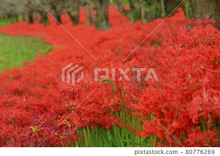 Cluster amaryllis blooming on Sakuratsumi, Yoshimi-cho Cluster amaryllis blooming on Sakuratsumi, Yoshimi-cho 80776269