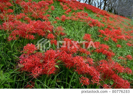 Cluster amaryllis blooming on Sakuratsumi, Yoshimi-cho Cluster amaryllis blooming on Sakuratsumi, Yoshimi-cho 80776283