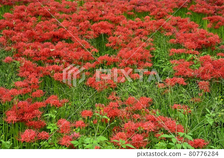 Cluster amaryllis blooming on Sakuratsumi, Yoshimi-cho Cluster amaryllis blooming on Sakuratsumi, Yoshimi-cho 80776284