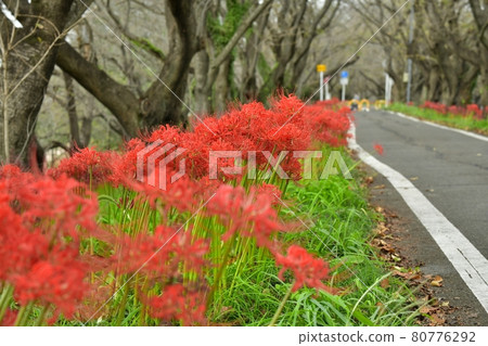 Cluster amaryllis blooming on Sakuratsumi, Yoshimi-cho and cycling path 80776292